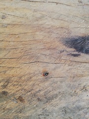 Disonycha trifasciata