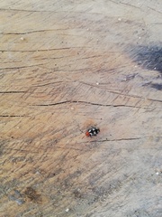 Disonycha trifasciata