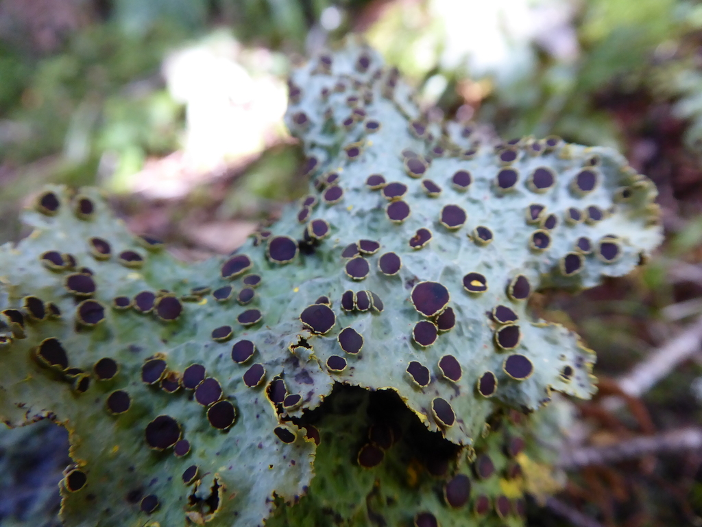 Yarrumia coronata
