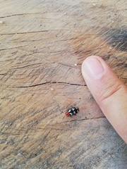 Disonycha trifasciata