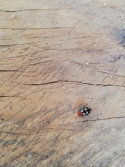 Disonycha trifasciata