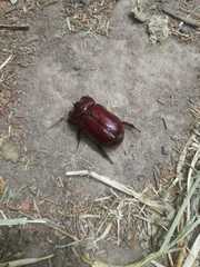 Heterogomphus bourcieri