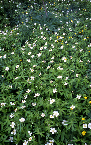Dichotomous anemone (Anemonastrum dichotomum)