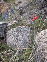 Penstemon subulatus