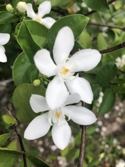 Wrightia antidysenterica