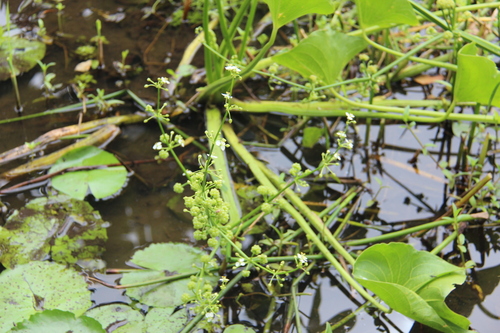 Limnophyton obtusifolium observed 2026-01-27