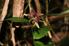 Hypoestes pulchra