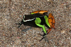 Mantella baroni