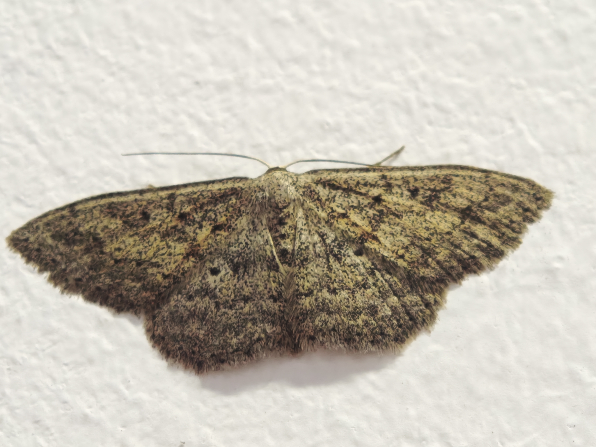 Scopula guancharia