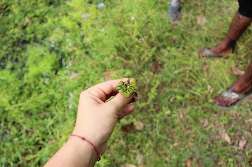 Limnophila indica observed 2026-01-27