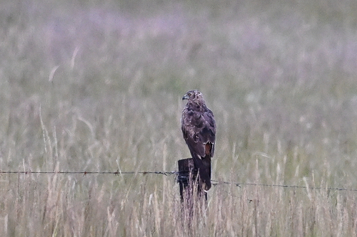 iNaturalist: (c) Maryse Neukomm, some rights reserved (CC BY-NC), uploaded by Maryse Neukomm iNaturalist image