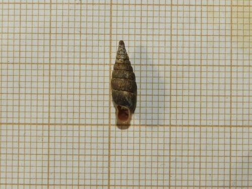 Macrogastra tumida observed 2025-12-17