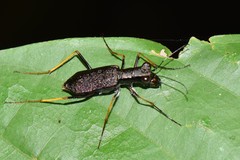 Odontocheila cayennensis