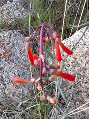 Penstemon subulatus
