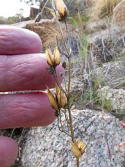 Penstemon subulatus