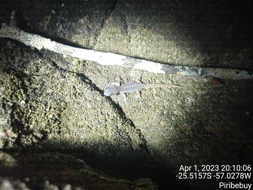 Enrock Straight-Toed Gecko