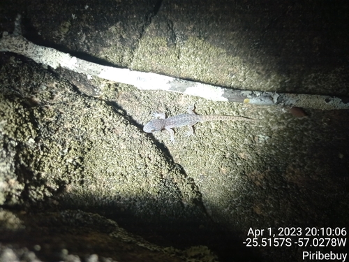 Enrock Straight-toed Gecko