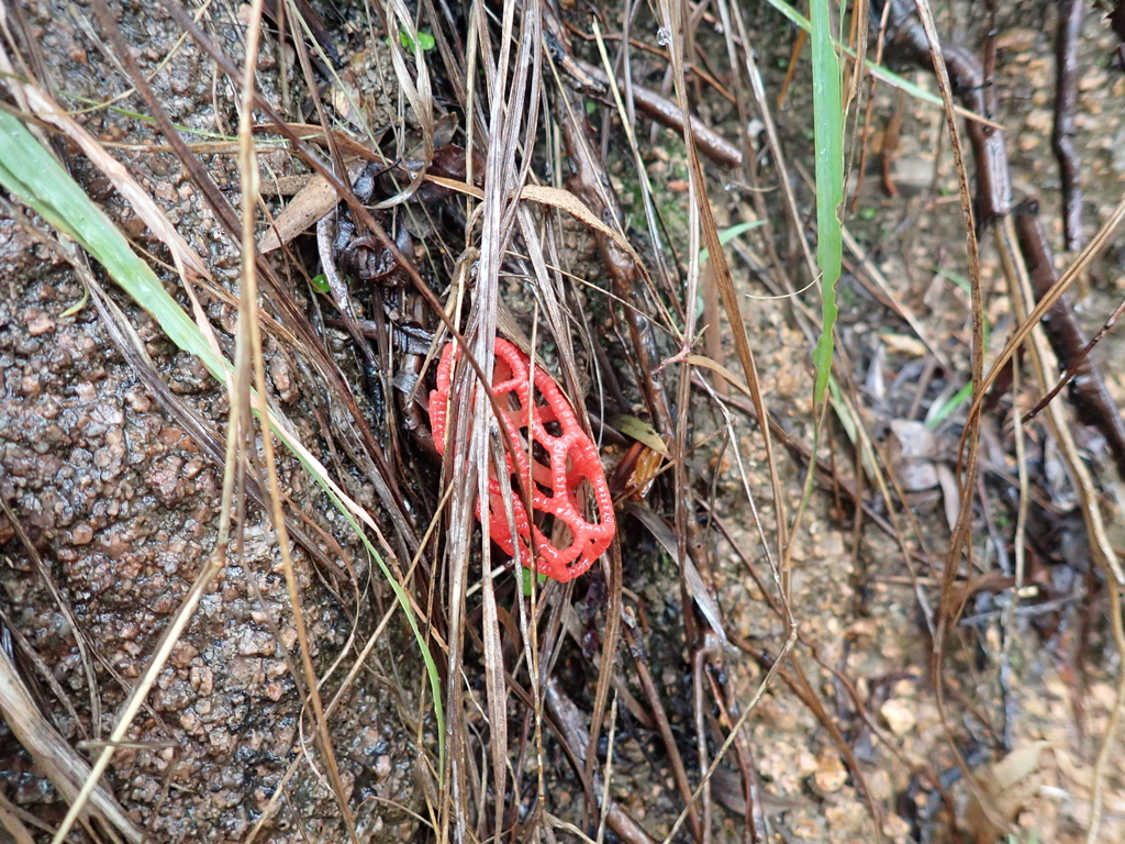 Colus pusillus · February 2026 · photo: © sturuss (iNaturalist, cc0)