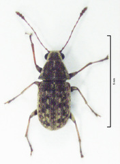 Cacephatus huttoni