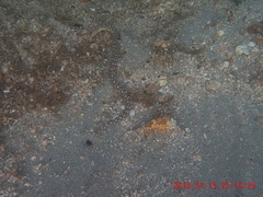 Myrichthys breviceps