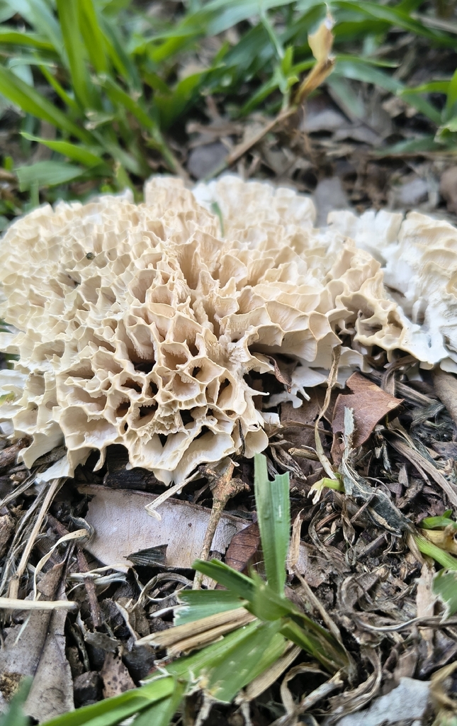 Irpex rosettiformis · February 2026 · photo: © lelacappelli (iNaturalist, cc0)