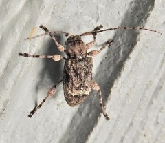 Leptostylus transversus