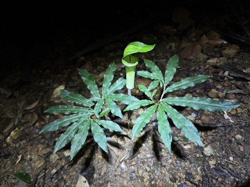 Arisaema heterocephalum iNat (3)
