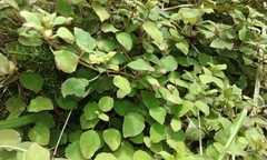 Fuchsia perscandens