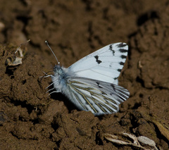 Pontia sisymbrii
