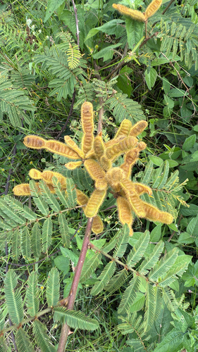 Giant Sensitive Plant