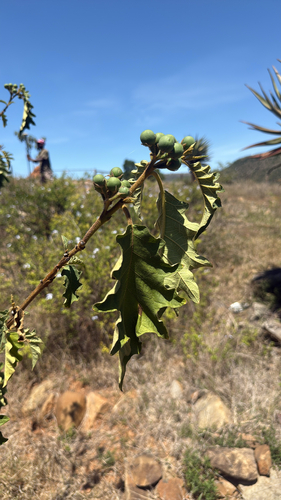 giant devil's-fig