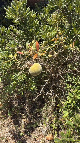 Poison Starapple