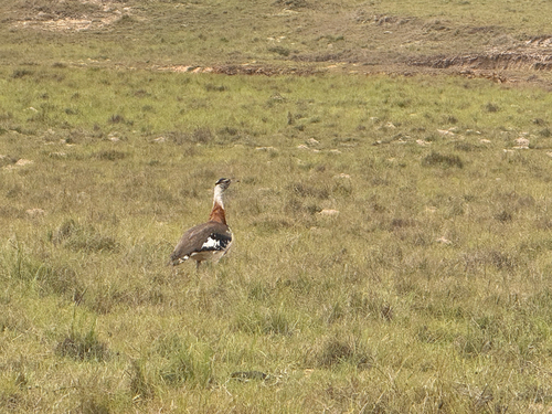 Denham's Bustard