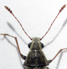 Cacephatus huttoni