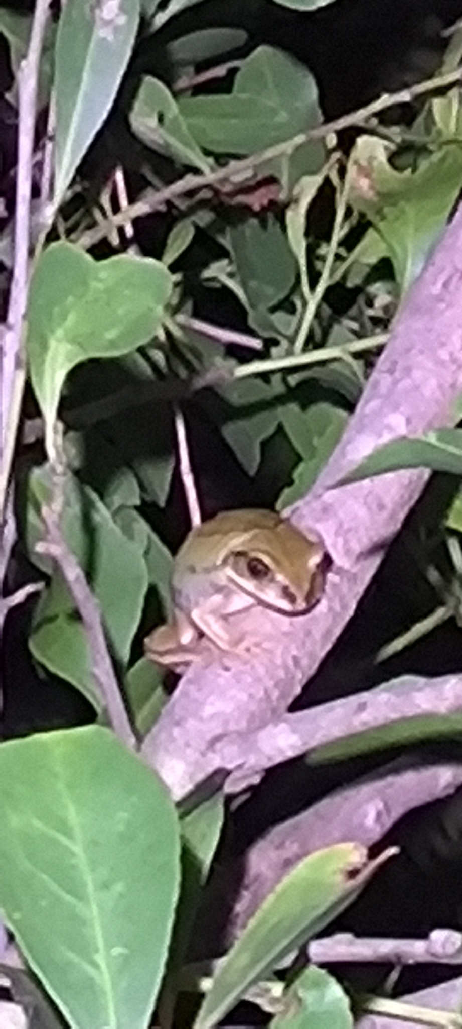 Leptopelis mossambicus Poynton, 1985