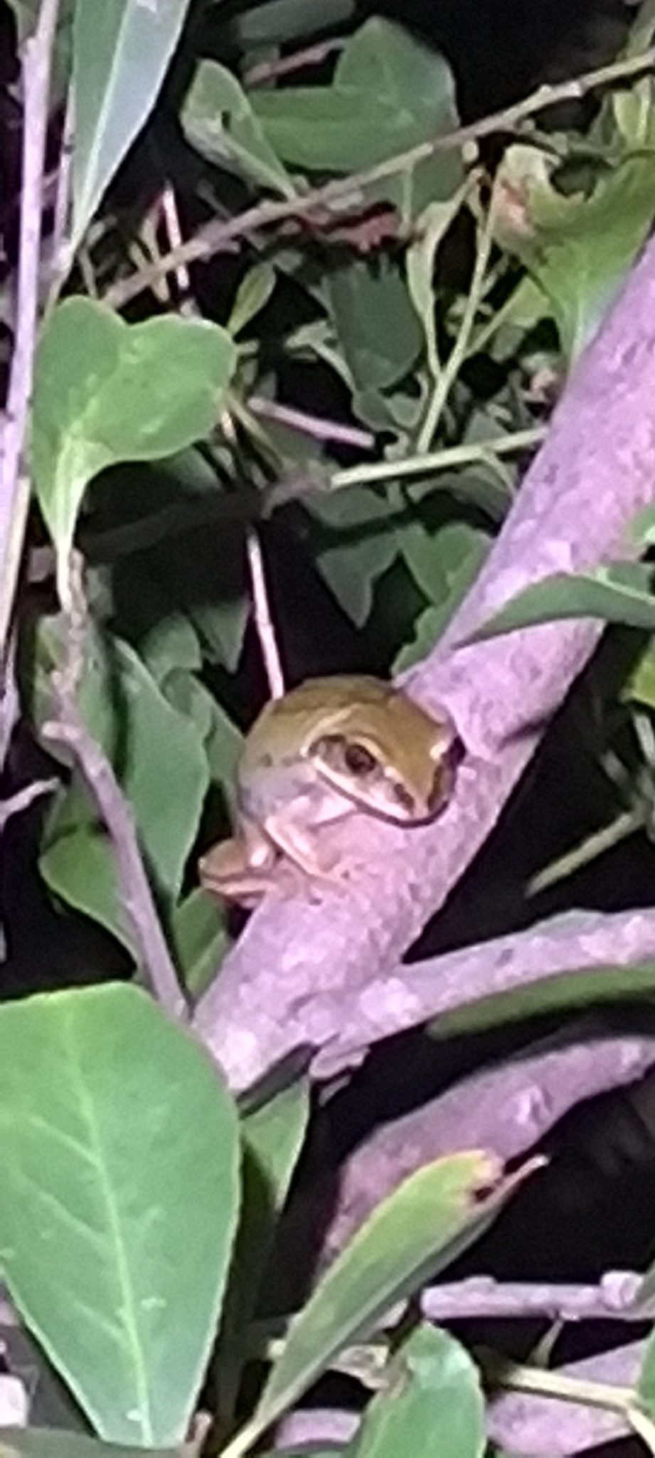 Leptopelis mossambicus Poynton, 1985