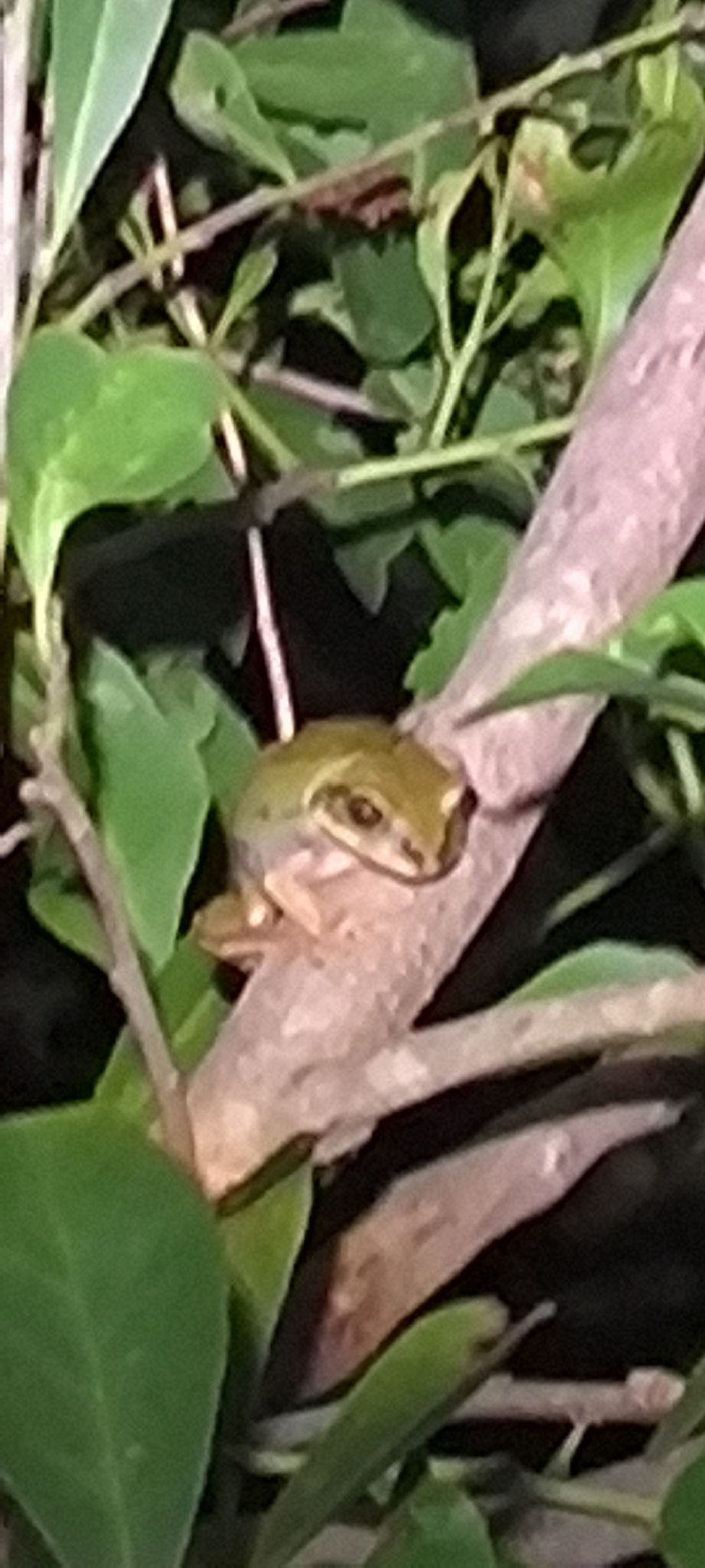 Leptopelis mossambicus Poynton, 1985