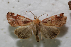 Cosmia diffinis