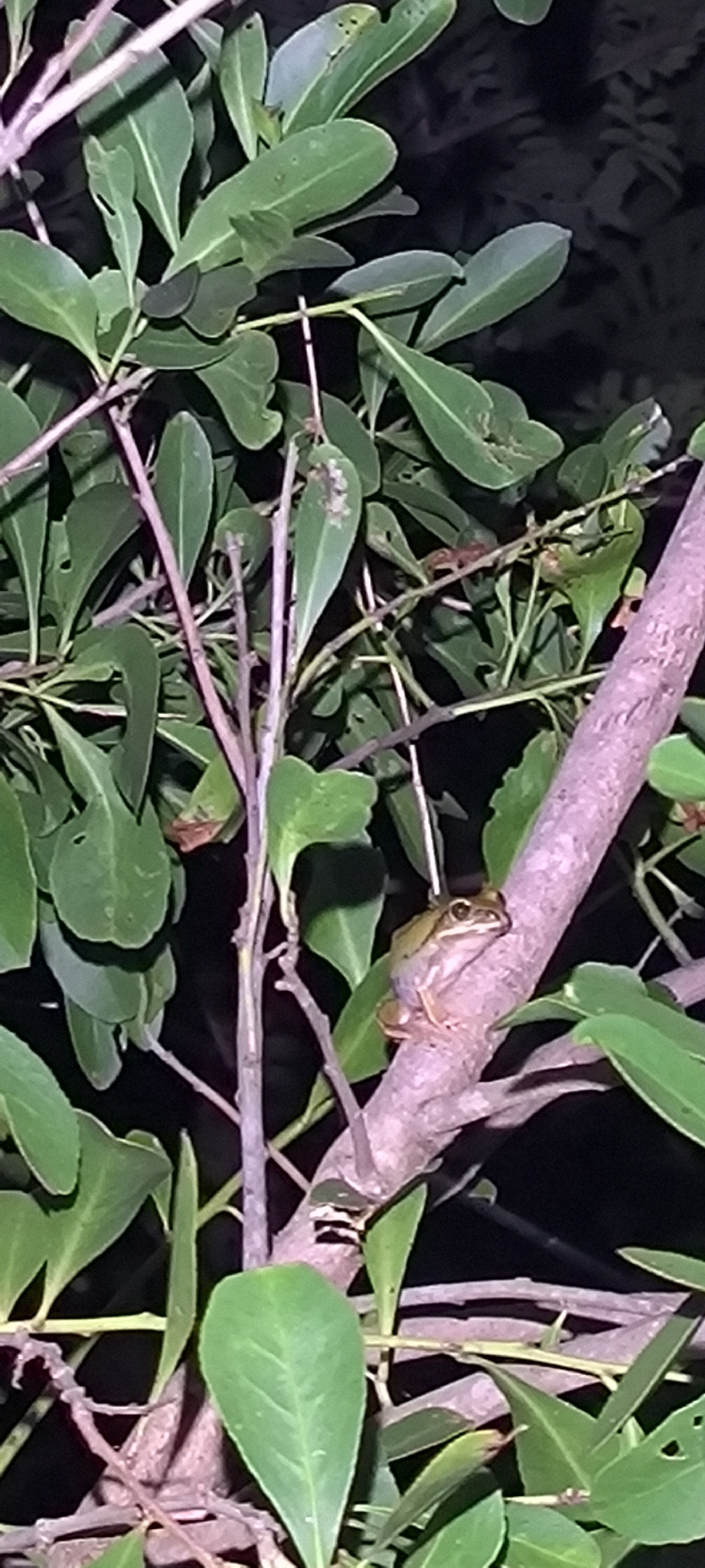 Leptopelis mossambicus Poynton, 1985