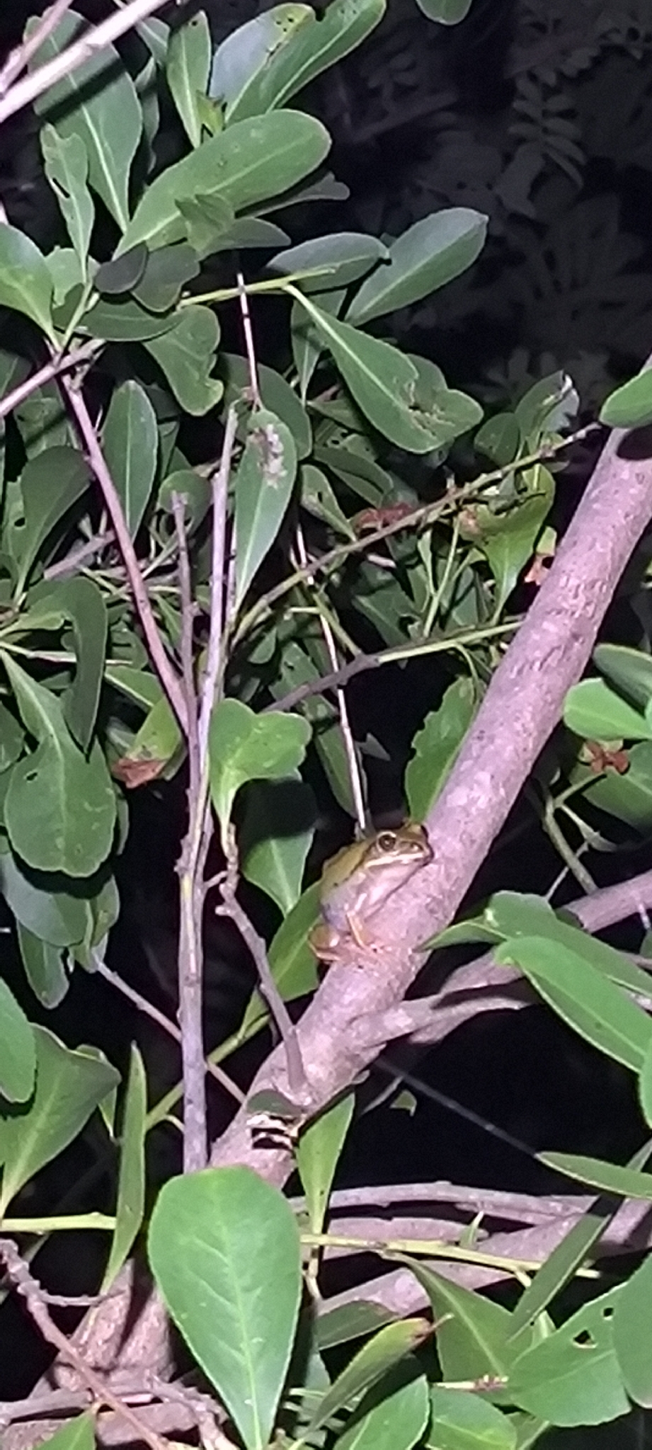 Leptopelis mossambicus Poynton, 1985