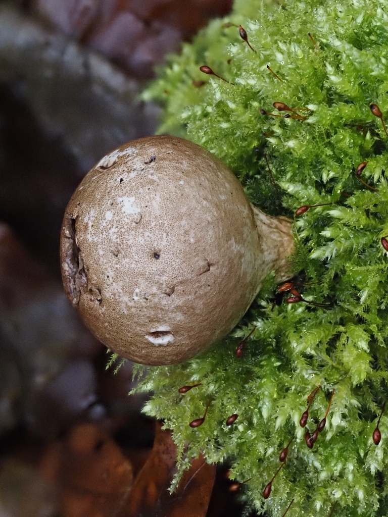 Apioperdon pyriforme · February 2026 · photo: © vincent_b (iNaturalist, cc-by)