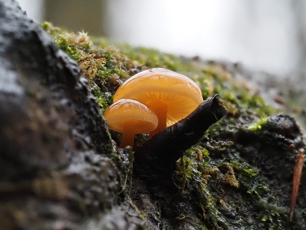 Flammulina · February 2026 · photo: © vincent_b (iNaturalist, cc-by)