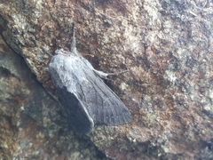 Ichneutica nullifera