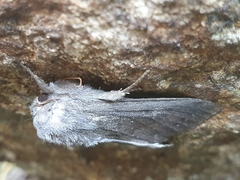 Ichneutica nullifera