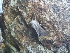 Ichneutica nullifera