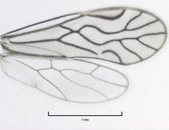 Austropsocus hyalinus