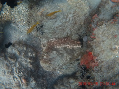 Actinopoda
