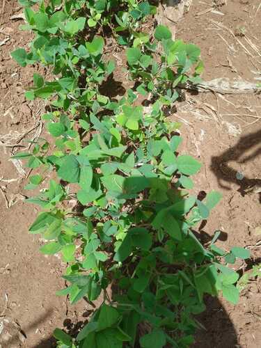 Greenleaf Ticktrefoil