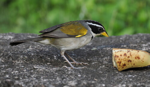 Moss-backed Sparrow (Arremon dorbignii), photo 2