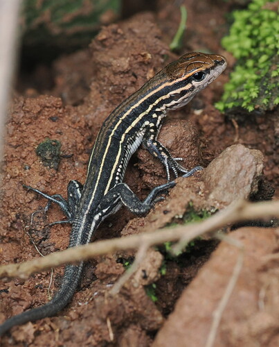 Leacher's Whiptail, Contomastix leachei